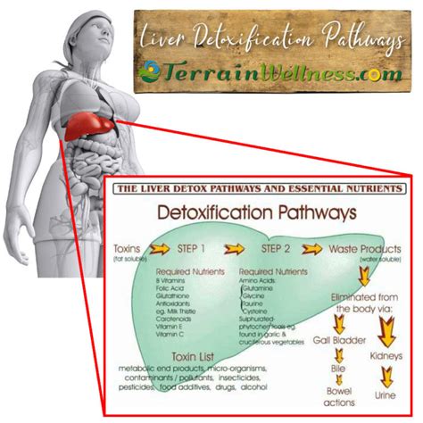 Liver Detoxification Pathways