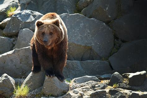 Del Sexo De Las Garrapatas Y Otras Curiosidades De La Reproducci N