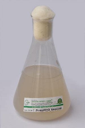 Beauveria Bassiana in Maharashtra - Manufacturers and Suppliers India