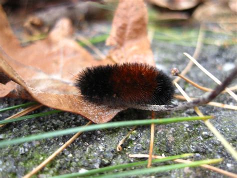 Creature Feature: Woolly Bear Caterpillar - Raritan Headwaters