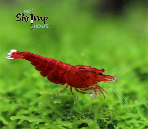 Comprar Gamba Taiwan Extrem Red Myshrimphouse