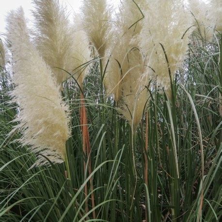 Festuca Glauca Vendita Piante Online Letuepiante