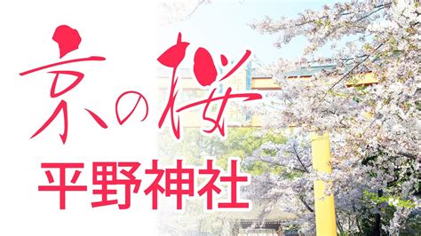 【kyotodesign】平野神社で桜を愛でる【京都の桜の名所】 Youtube