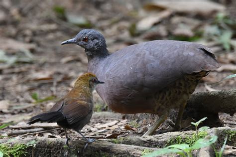 Foto inhambuguaçu Crypturellus obsoletus Por Marcelo A Santos Wiki