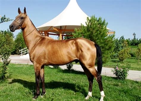 Beautiful, Rare and Unusual Horse Breeds | PetHelpful