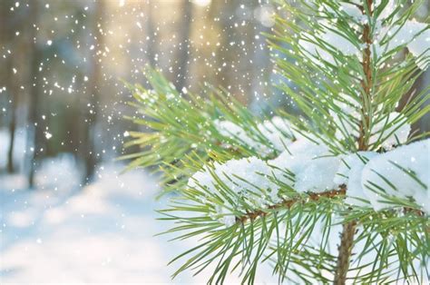 Premium Photo Winter Background Fresh Fir Tree Branches Covered With Snow