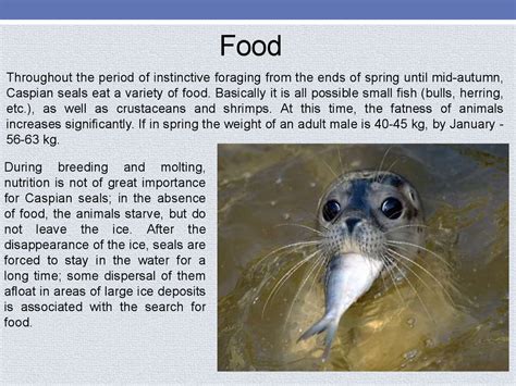 Endangered Species Of Animals презентация онлайн