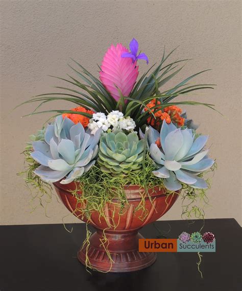 Succulent Arrangement-Urn | Urban Succulents