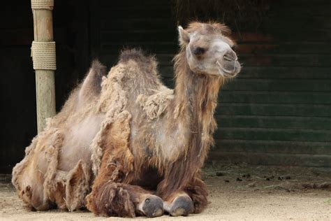 Bactrian Camel by ZOOPhotos on DeviantArt