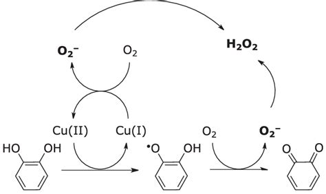 Generation Of Reactive Oxygen Species And Quinone From Catechol In The Download Scientific