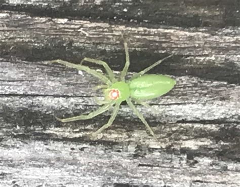 Female Lyssomanes Viridis Magnolia Green Jumper In Hollywood