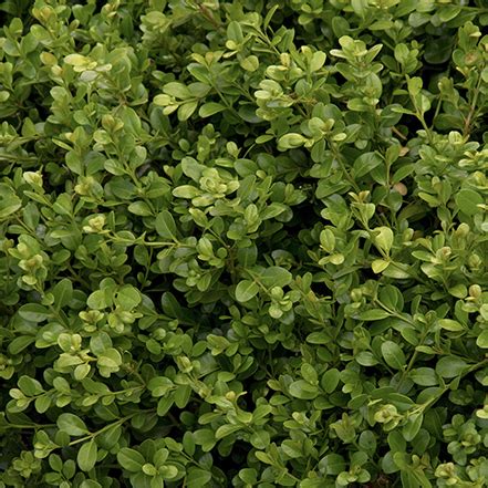 Boxwood Winter Care How To Avoid Boxwood Winter Burn