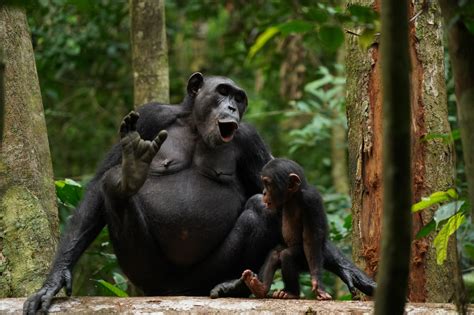 How Do Chimpanzees Talk Maybe With Words Popular Science