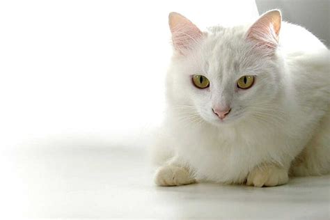 Russian White Cat Breed Profile: Health, Traits, Groom, Care - CatBounty