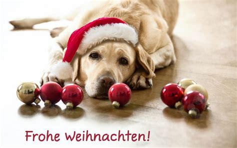 Schöne Weihnachtsgeschenke für den Hund Hunde