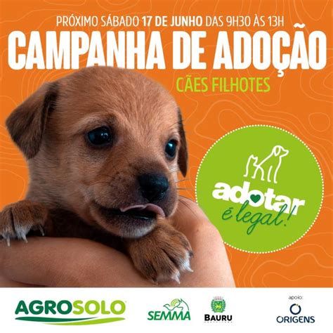 Semma realiza evento de adoção de cães neste sábado Prefeitura