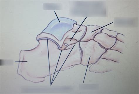 Talus And Calcaneus Diagram Quizlet