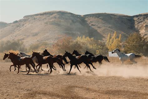 Herd of Horses Running on a Field · Free Stock Photo