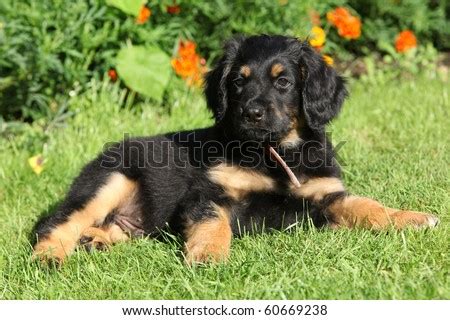 Hovawart Puppy Stock Photo 60669238 - Shutterstock