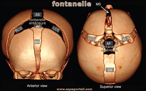 Fontanelle définition et explications