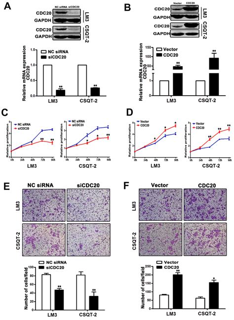 Effect Of Cdc Knockdown And Overexpression On Hcc Cell Behavior A