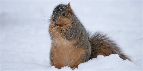 How Do Squirrels Stay Warm in Winter? The Secrets Unveiled