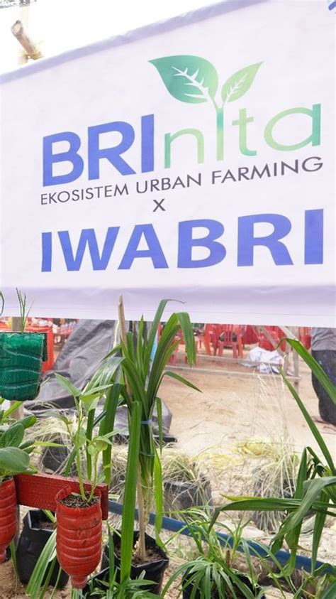 Bri Peduli Inspirasi Bertani Di Kota Brinita Kembangkan Urban Farming