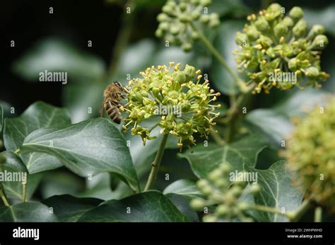 Hedera Helix Roots Hi Res Stock Photography And Images Alamy