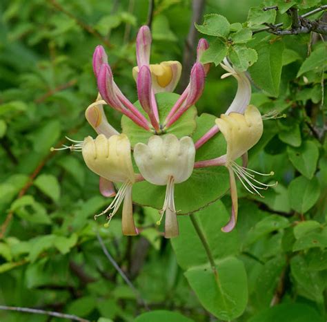 Evergreen Honeysuckle Project Noah