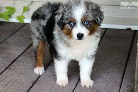 Australian Shepherd Puppy For Adoption Near Dallas Fort Worth Texas