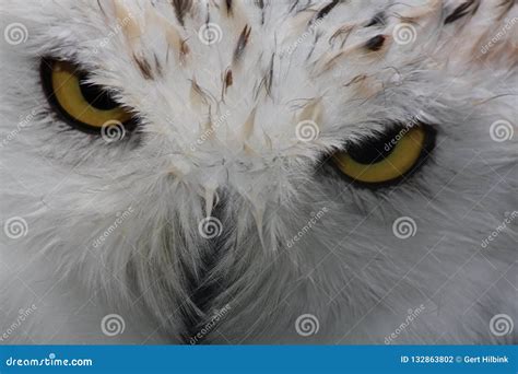 Snowy Owl, Bubo Scandiacus. Snowy White with Yellow Eyes Stock Photo ...