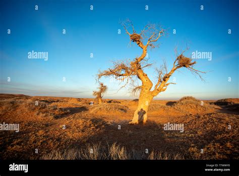 Populus Diversifolia Hi Res Stock Photography And Images Alamy