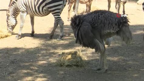 Bursa Hayvanat Bah Esi Nde Yavru Zebra Sevinci Haberler