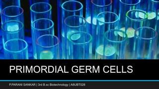 Primordial Germ Cells: Origin, Migration and Differentiation | PPT