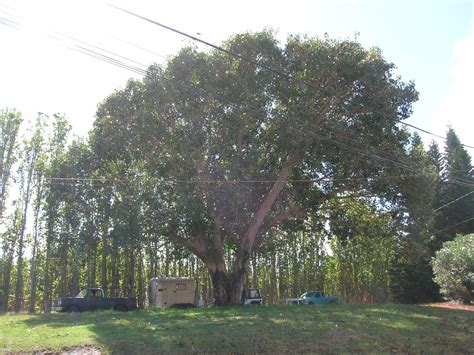 Flora Of India State Trees Of India