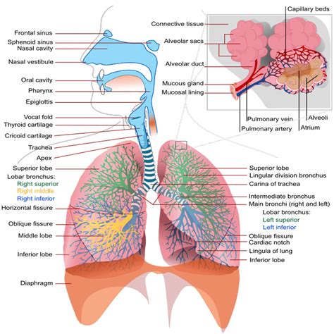 Effects of Smoking on the Respiratory System