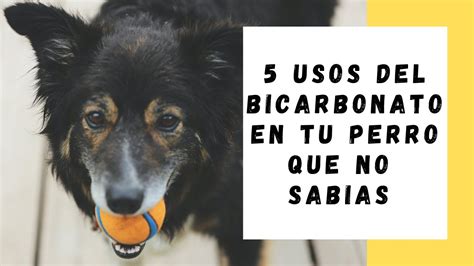 Intoxicaci N En Perros Qu Hacer Si Tu Canino Ingiere Bicarbonato De Sodio