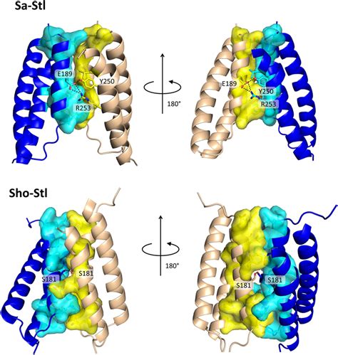 X Ray Diffraction And AlphaFold2 Models Of Dimerization Segments Of