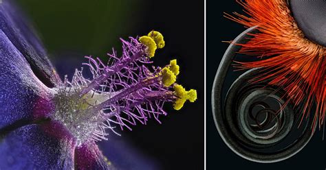 20 of the Most Beautiful Microscopic Photos in the World