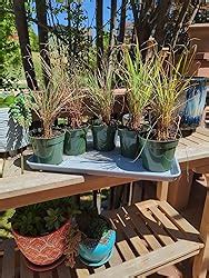 Amazon 2 Lemongrass In 4 Inch Pots Cymbopogon Citratus West