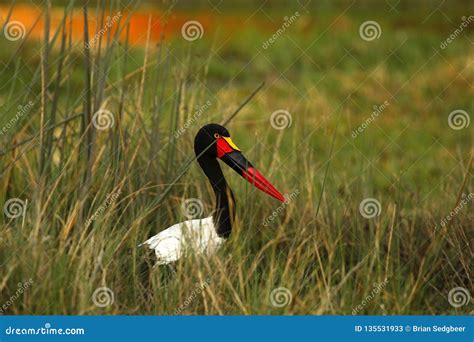 Het Afrikaanse Watervogels Zadel Gefactureerde Ooievaar Verbergen In