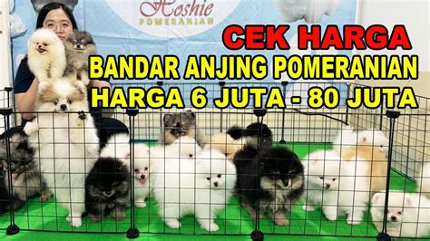 Cek Harga Puppy Bandar Anjing Pomeranian Youtube