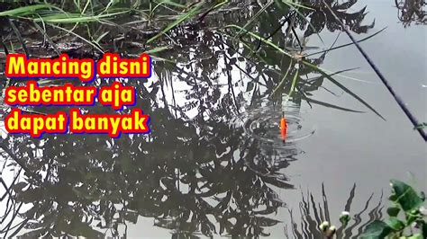 Ikan Dapat Banyak Walaupun Mancing Hanya Sebentar Youtube