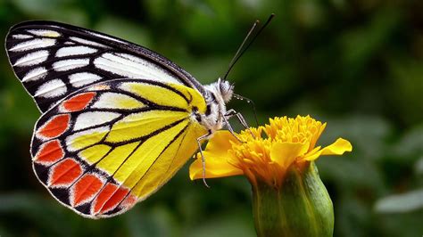 Le Farfalle Sono Volate Via Dall Olanda