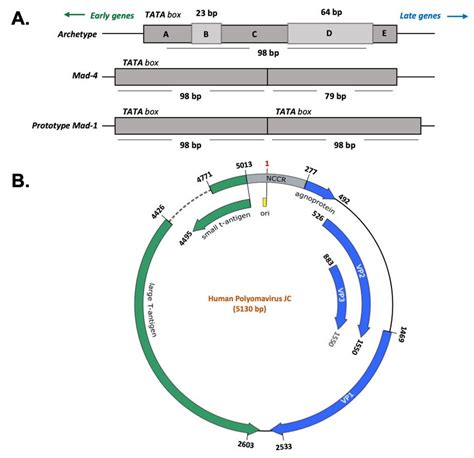 Polyomavirus Jc Genome A The Non Coding Control Region Nccr Is The