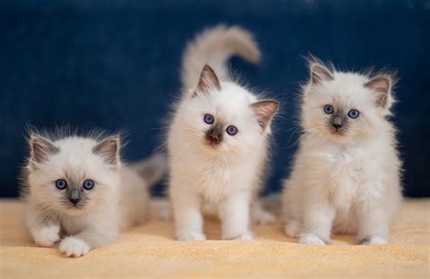 Desktop Wallpapers Animal White Cats Birman Kittens Three 3