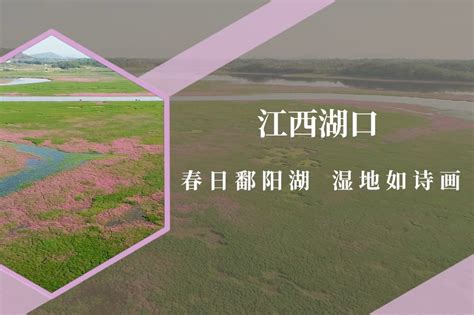 江西湖口县：春日鄱阳湖 湿地如诗画凤凰网视频凤凰网