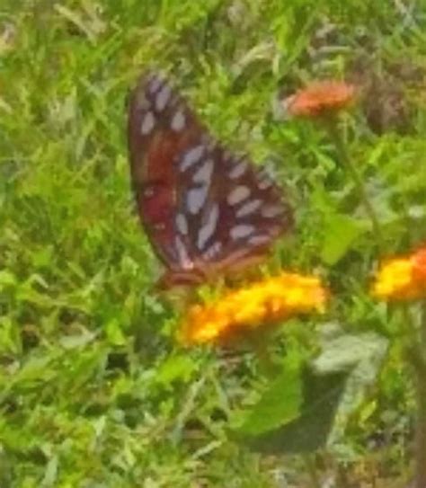 Gulf Fritillary Agraulis Incarnata Bugguide Net