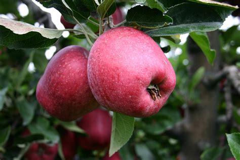 Corriere Ortofrutticolo IL PIEMONTE IN VETRINA A MACFRUT CON LA MELA