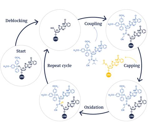 Oligo chemical synthesis – Custom oligo production | Eurogentec